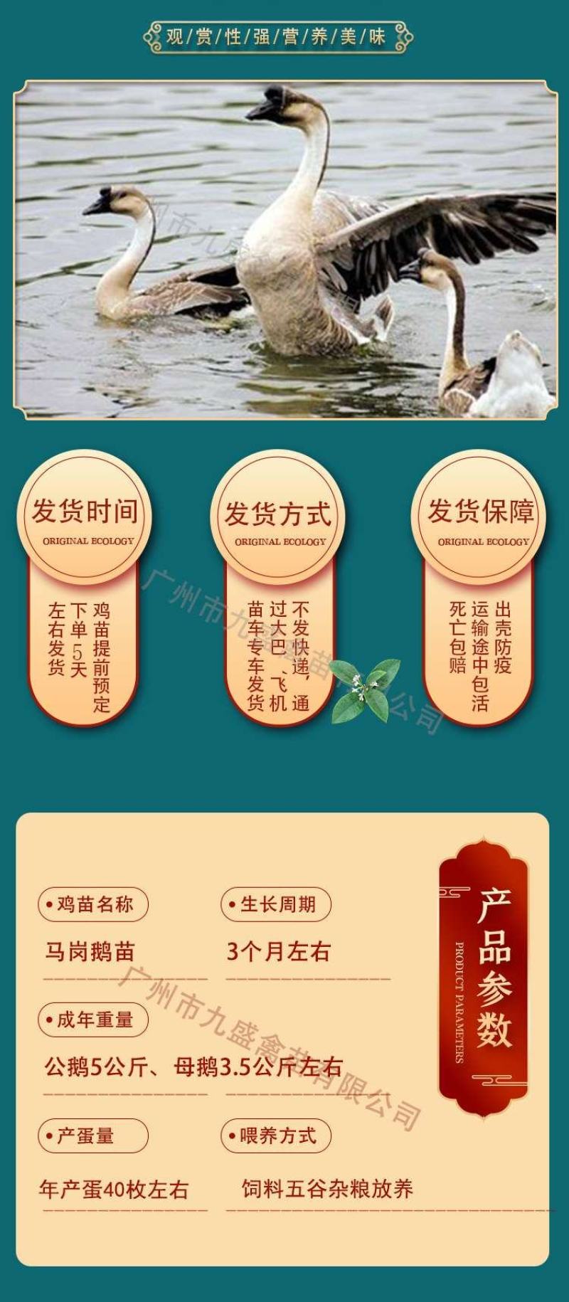 广州孵化出壳马岗鹅苗灰鹅苗大种杂交鹅苗包做疫苗全国发货