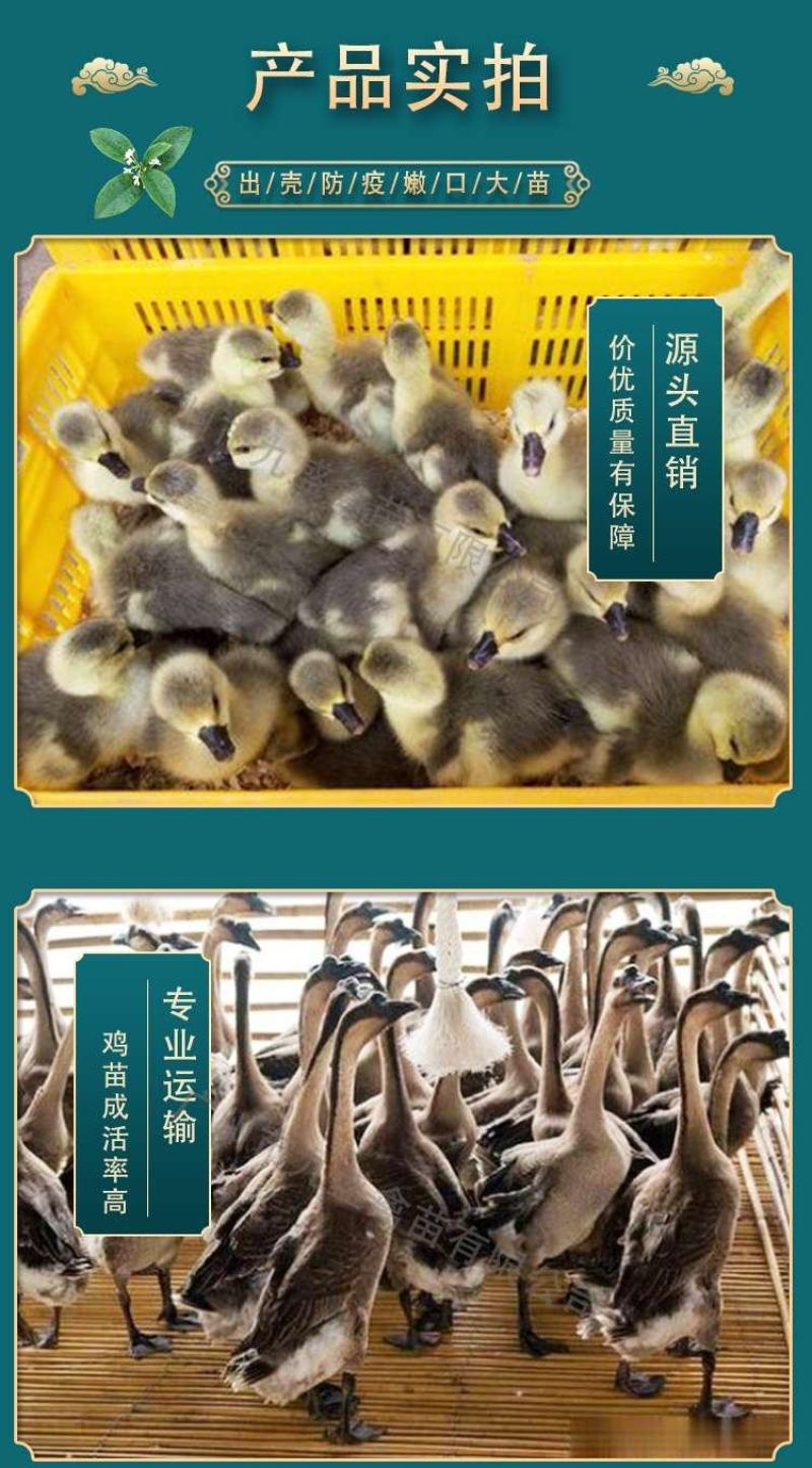 广州孵化出壳马岗鹅苗灰鹅苗大种杂交鹅苗包做疫苗全国发货