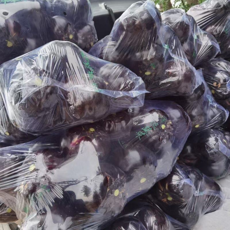 精品圆茄大量上市需要的联系我支持各种包装全国发货