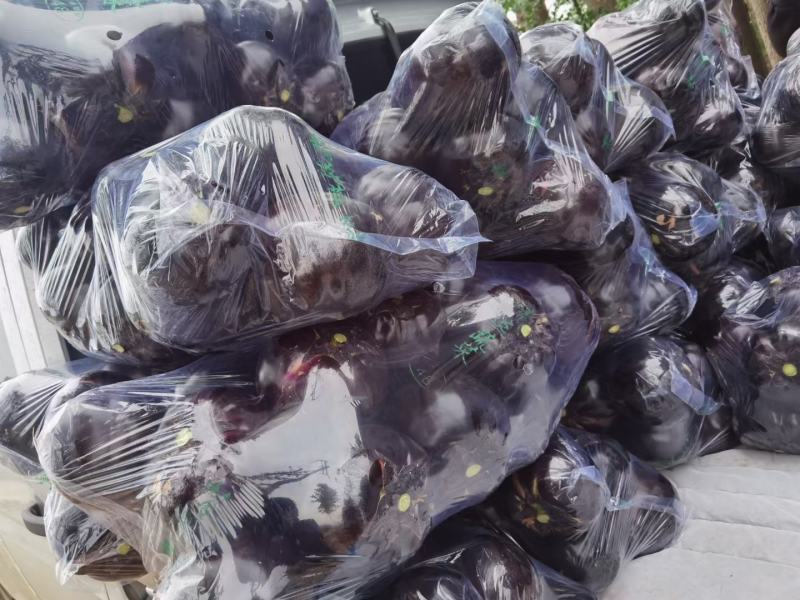 精品圆茄大量上市需要的联系我支持各种包装全国发货