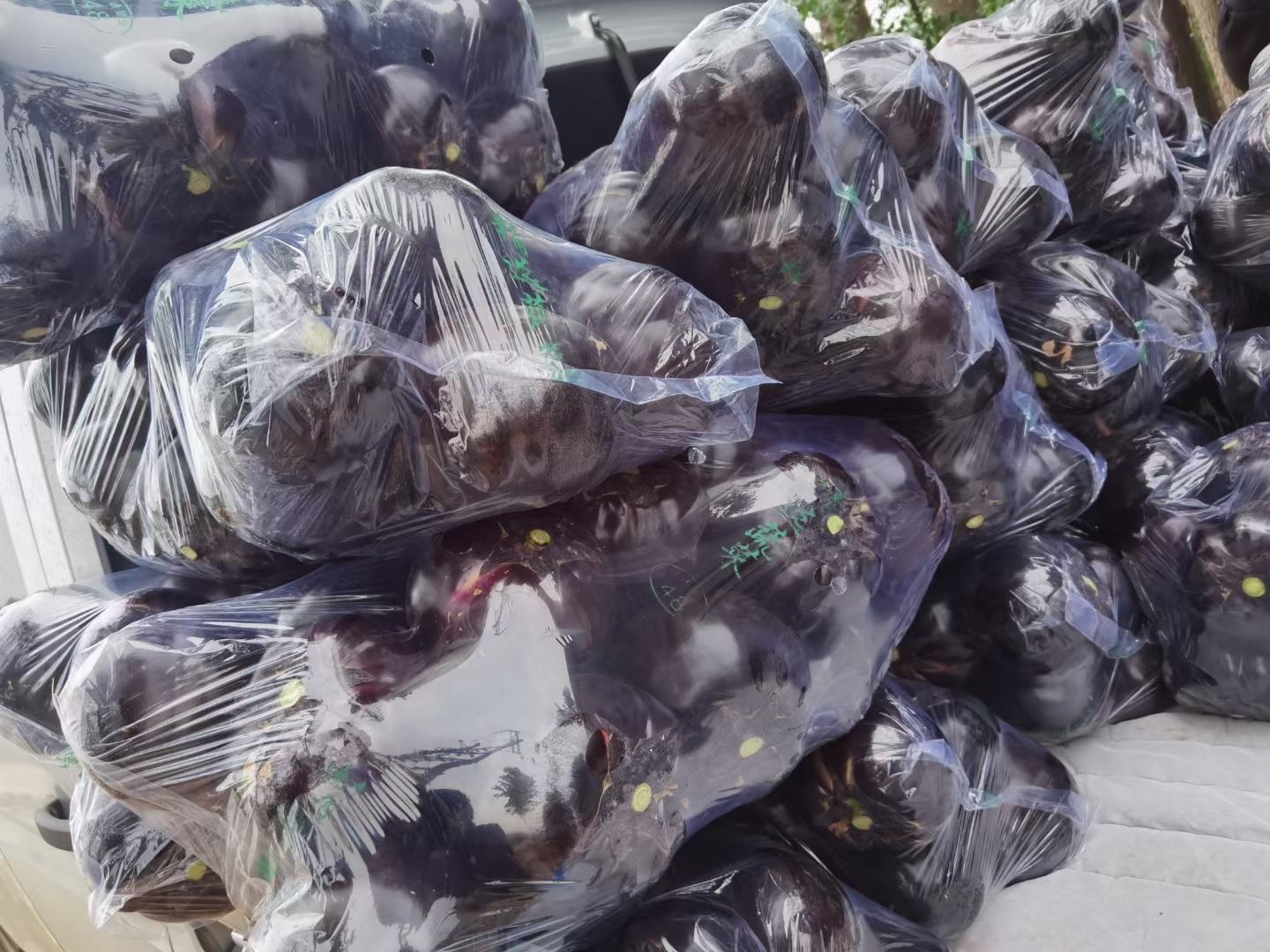 展示圆茄冷藏前的包装步骤,包括清洗、晾干、包裹等 圆茄冷藏包装示意图