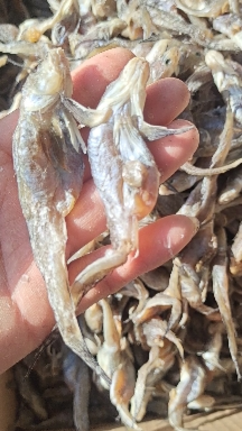 山东籽狗广鱼腌制咸鱼干新货满籽籽鱼！产地直发现货供应