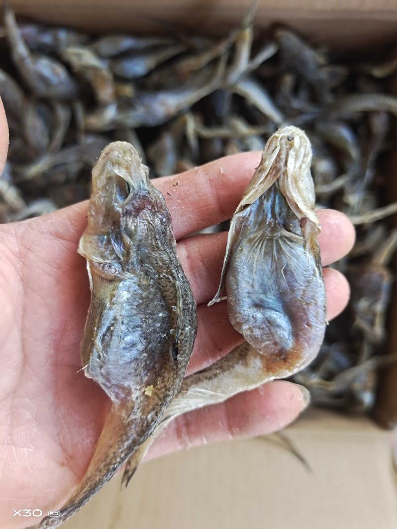 山东籽狗广鱼腌制咸鱼干新货满籽籽鱼！产地直发现货供应
