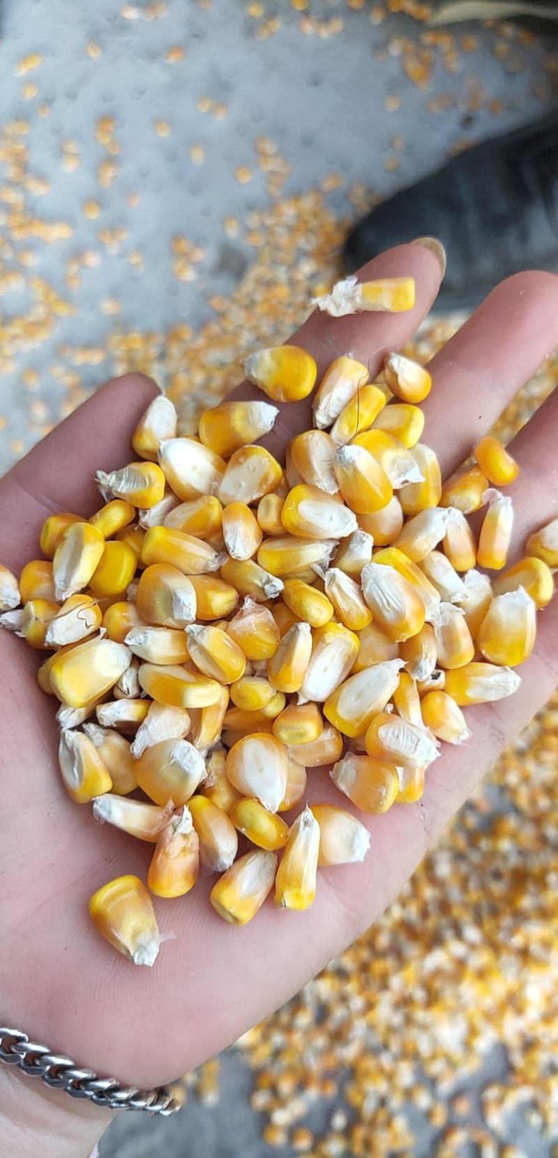 新干玉米大量有货包米包谷烘干玉米漂亮玉米包装玉米
