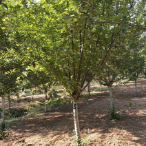 绚丽海棠—山东基地苗圃低价处理，树形优美