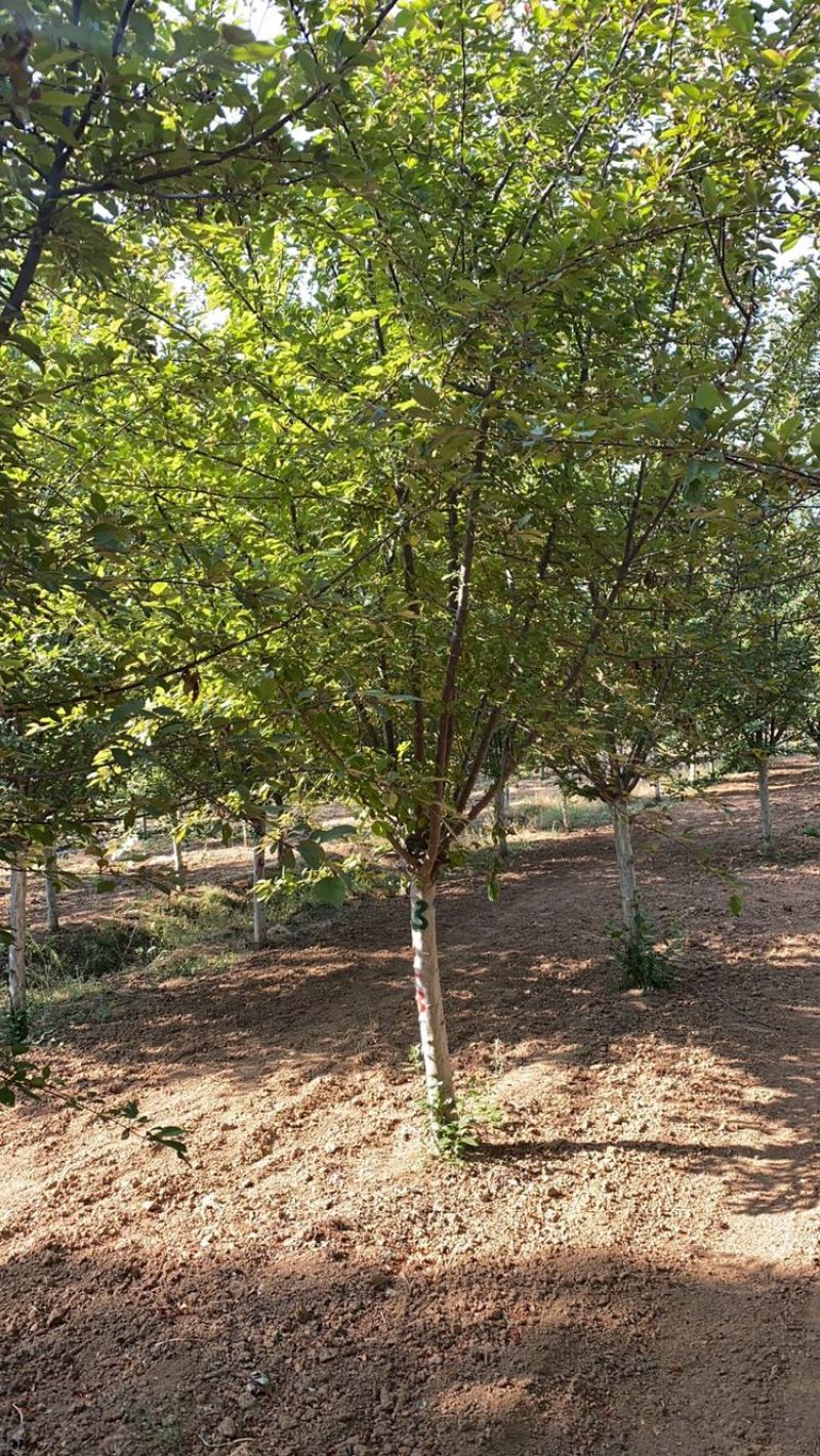绚丽海棠—山东基地苗圃低价处理，树形优美