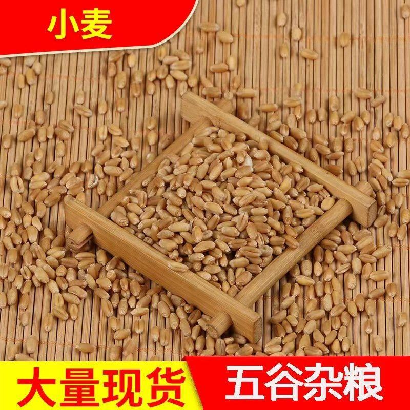 小麦现货批发带皮小麦酿酒磨面，原料，每袋50，