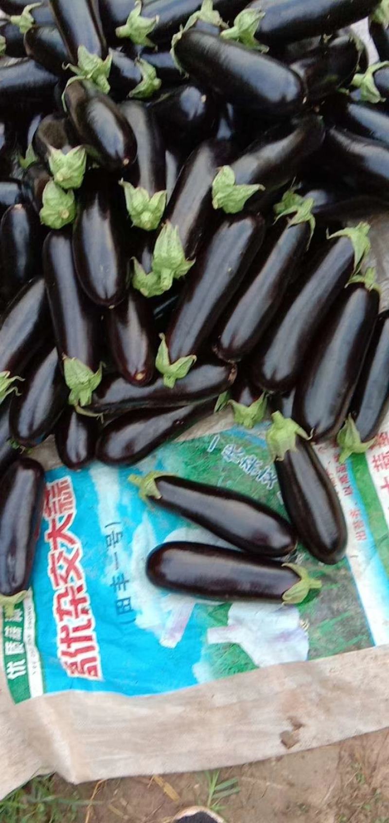 烧烤茄『牛』精品烧烤茄子，现摘现发，油光发亮，质量杠杠的