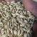 大麦上市