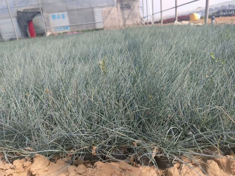 兰羊茅蓝羊茅花苗观赏草植物花卉大杯苗小杯苗基地直供