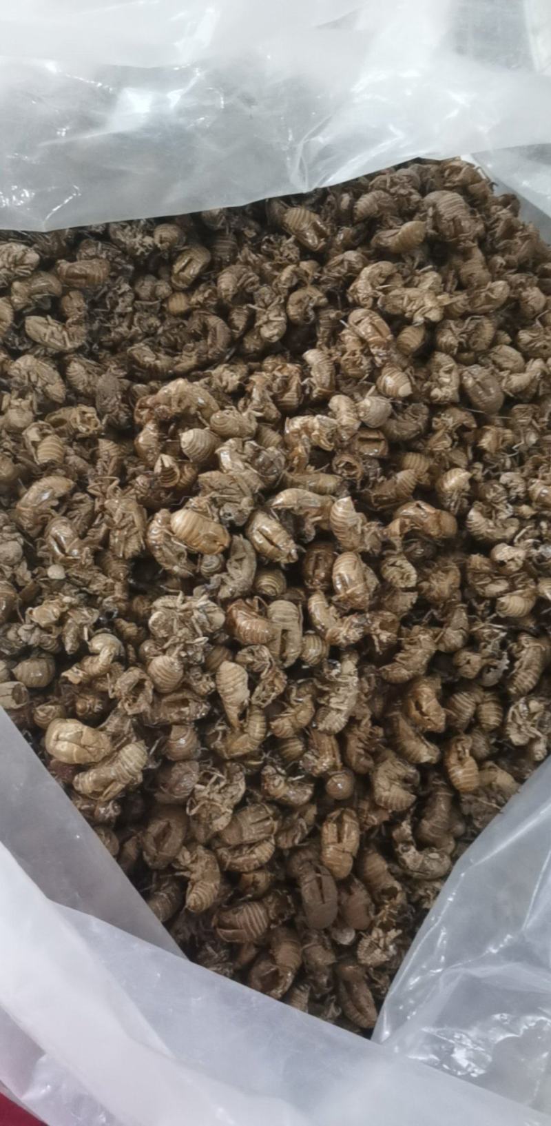 蝉蜕统装500g产地山东振兴药材购销站量大从优