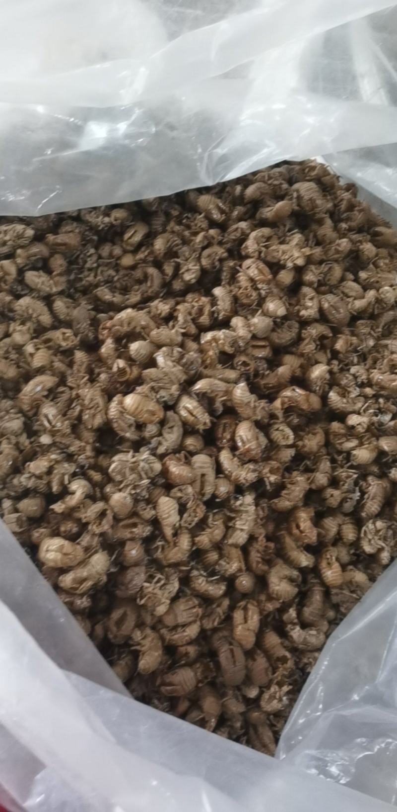 蝉蜕统装500g产地山东振兴药材购销站量大从优