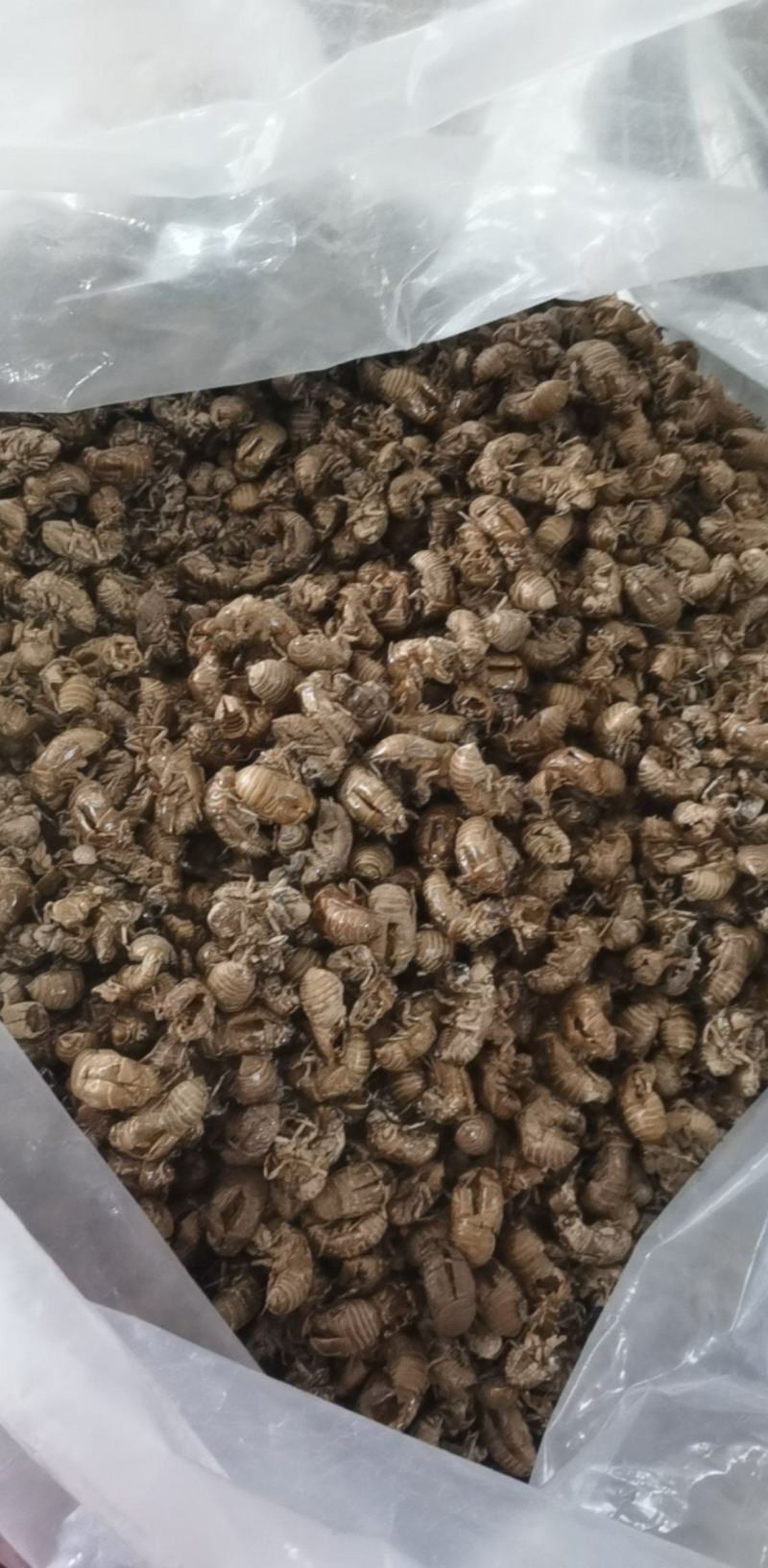 蝉蜕统装500g产地山东振兴药材购销站量大从优