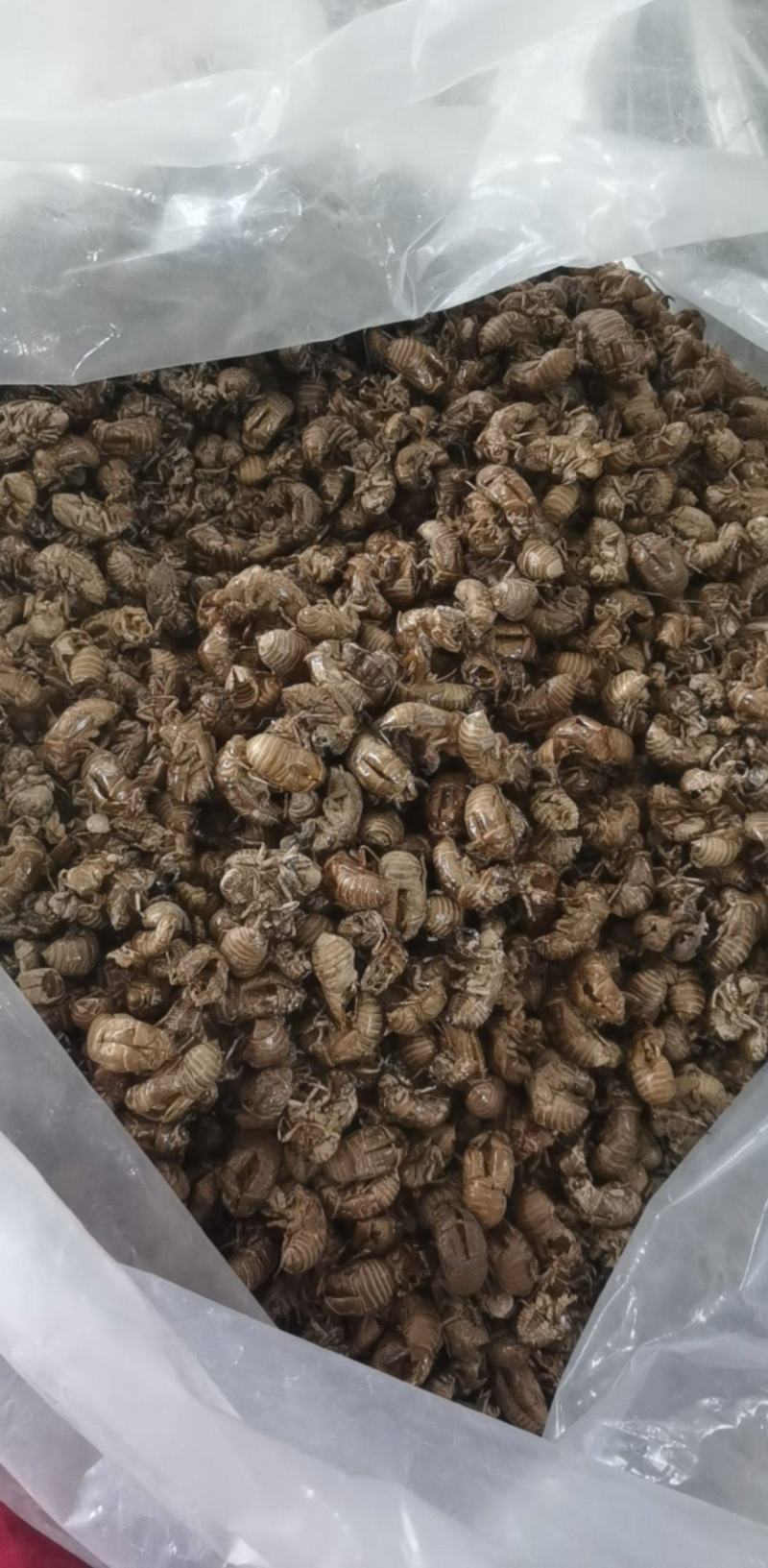 蝉蜕统装500g产地山东振兴药材购销站量大从优