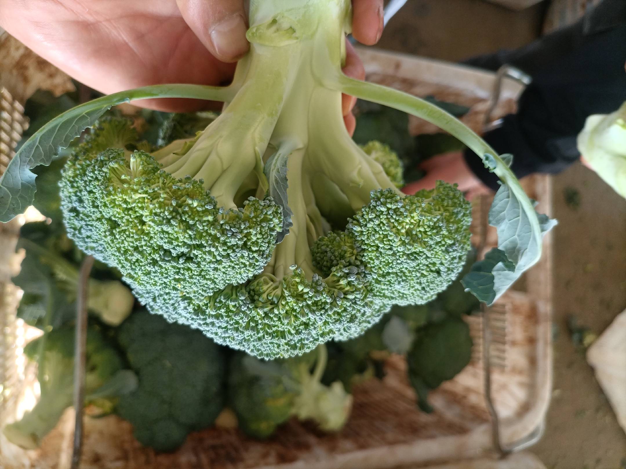 西兰花特写展示其营养结构