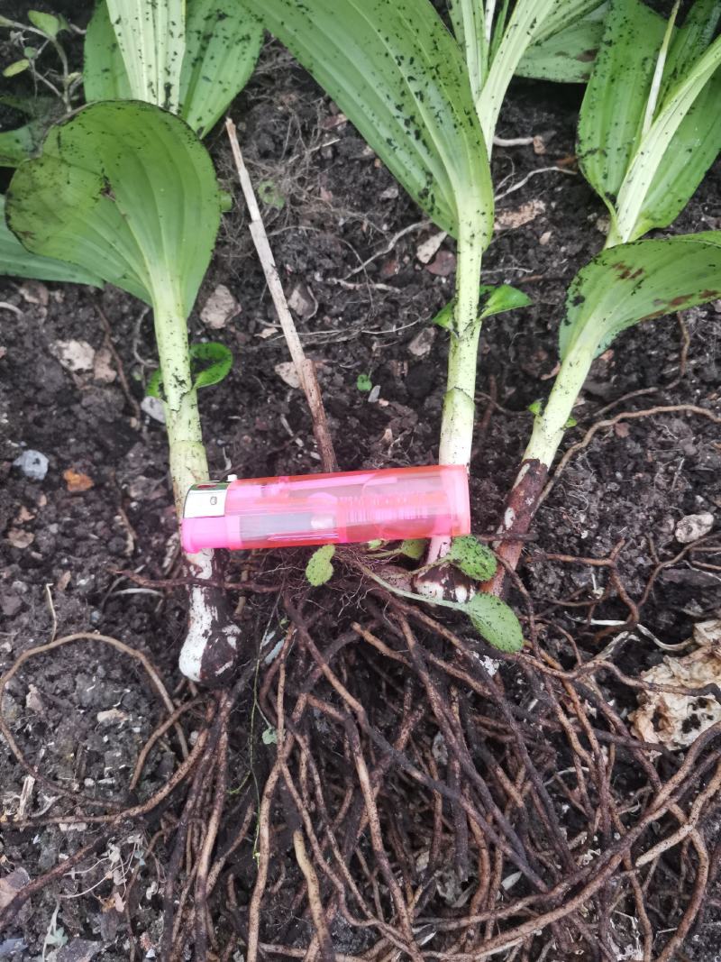 紫花三叉大白芨，组培训化种苗，无菌技术培育，分芽力高。