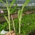 紫花三叉大白芨，组培训化种苗，无菌技术培育，分芽力高。