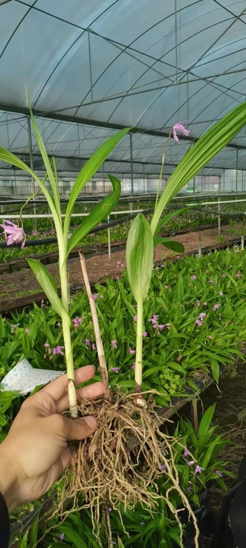紫花三叉大白芨，组培训化种苗，无菌技术培育，分芽力高。