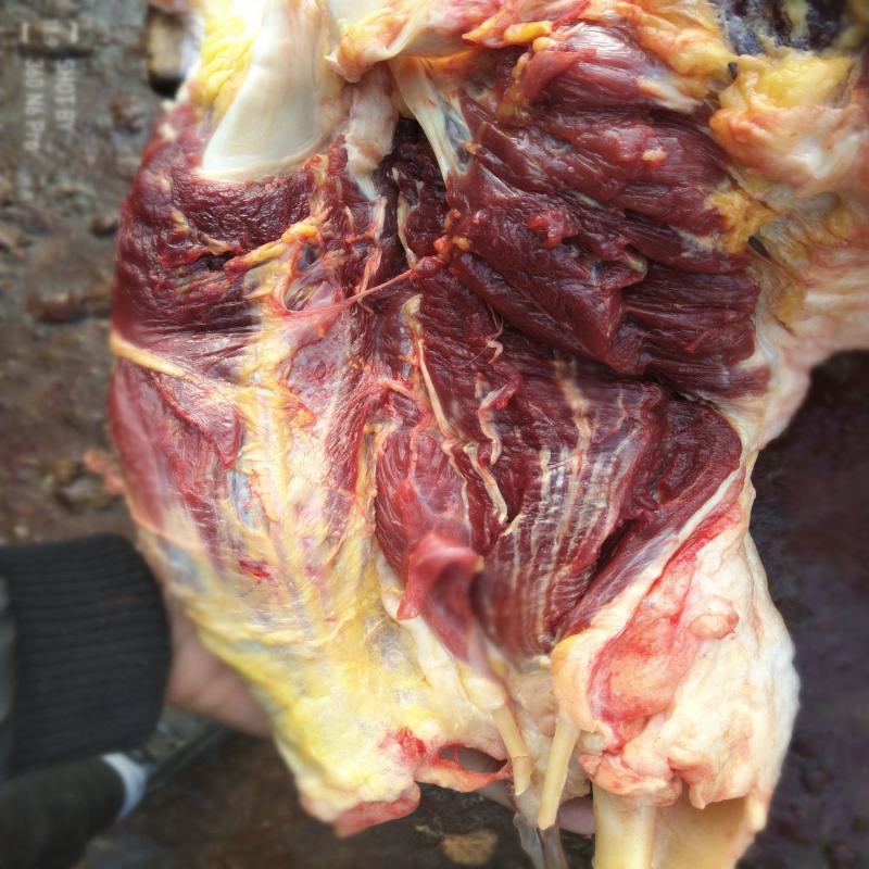 新鲜马肉正宗农家散养新鲜现杀带皮不带皮生马肉真空包装包邮