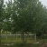 河北法桐保定法桐清苑法桐10-40公分法桐都有欢迎选购