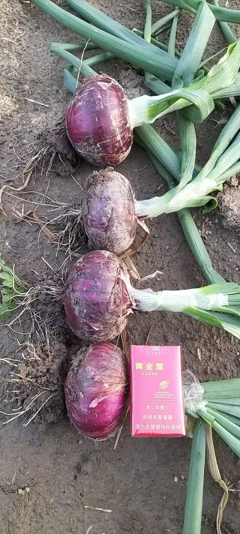 上市紫洋葱，红洋葱都有量大、有需要联系、常年供应