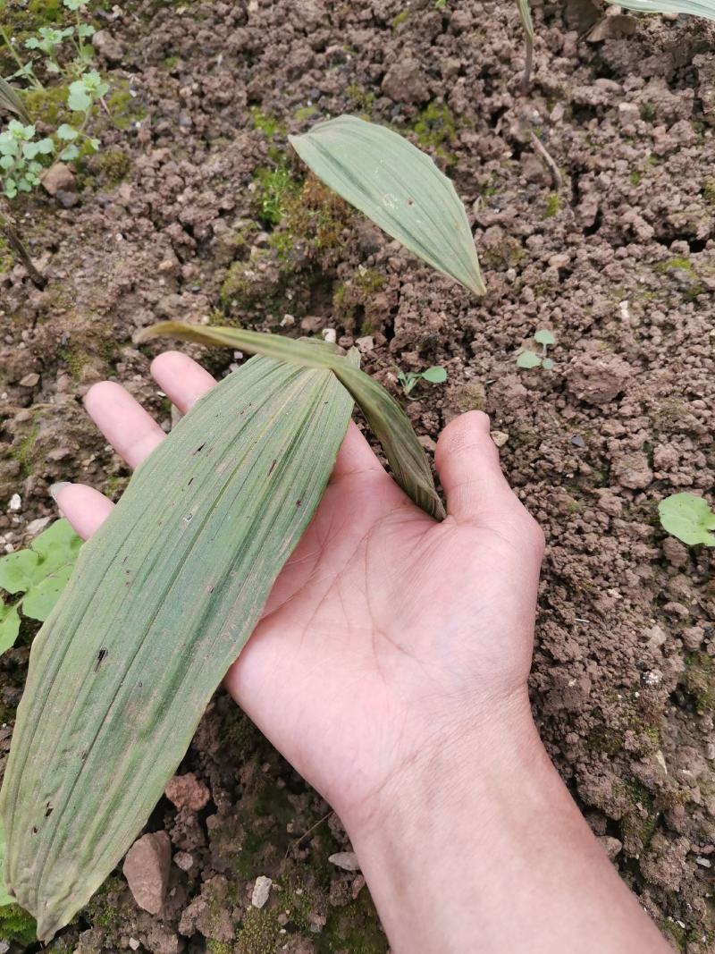 贵州紫花毛慈菇苗，