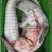 新鲜鳄鱼尾现杀鳄鱼带皮肉人工养殖鳄鱼新鲜肉类食