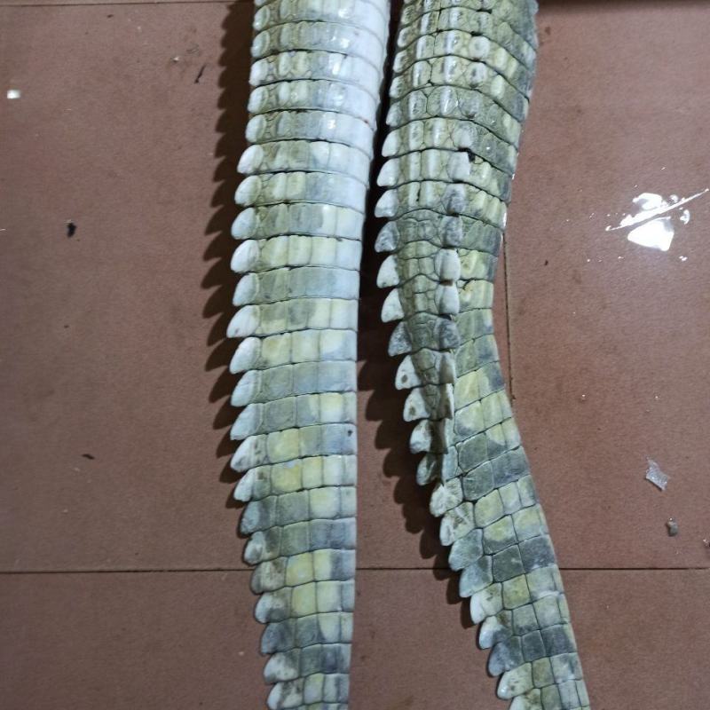 新鲜鳄鱼尾现杀鳄鱼带皮肉人工养殖鳄鱼新鲜肉类食
