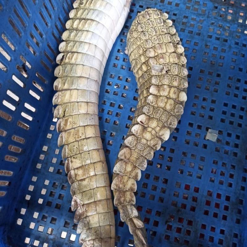 新鲜鳄鱼尾现杀鳄鱼带皮肉人工养殖鳄鱼新鲜肉类食