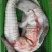 新鲜鳄鱼尾现杀鳄鱼带皮肉人工养殖鳄鱼新鲜肉类食