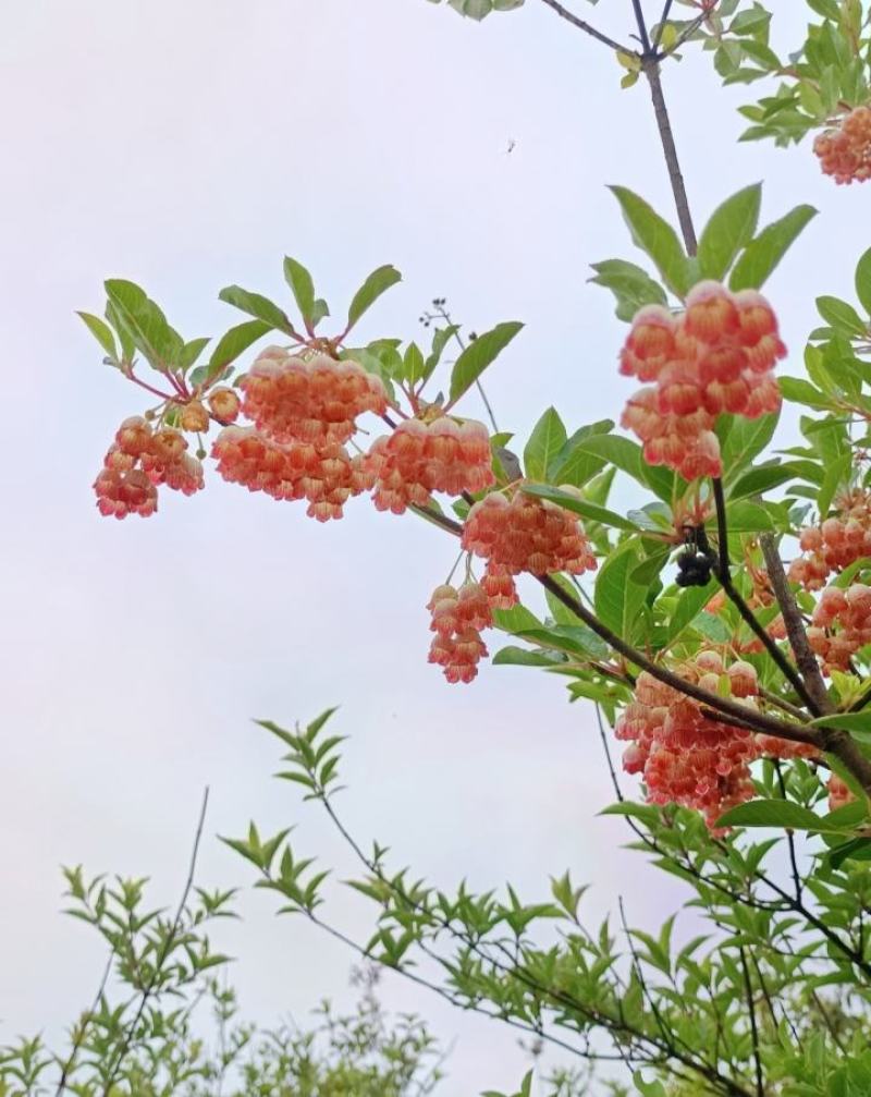 日本精品盆栽吊钟花