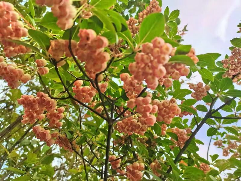 日本精品盆栽吊钟花