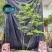 日本精品盆栽吊钟花