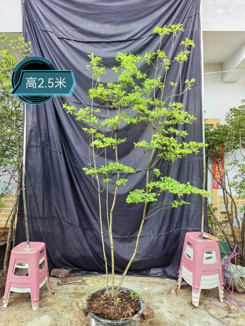 日本精品盆栽吊钟花