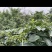 青花椒