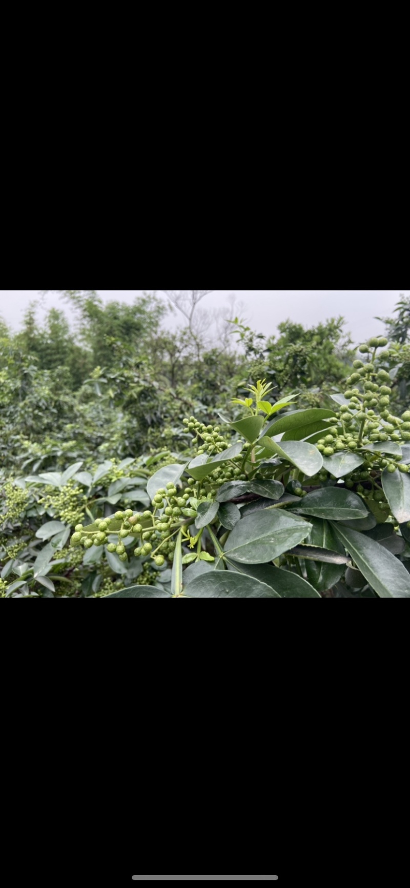 青花椒