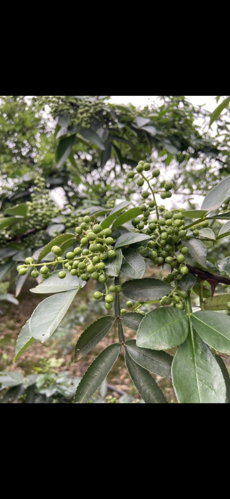 青花椒