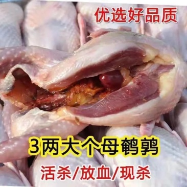 放血特大鹌鹑肉去内脏新鲜冷冻白条鹌鹑肉油炸烧烤炖汤