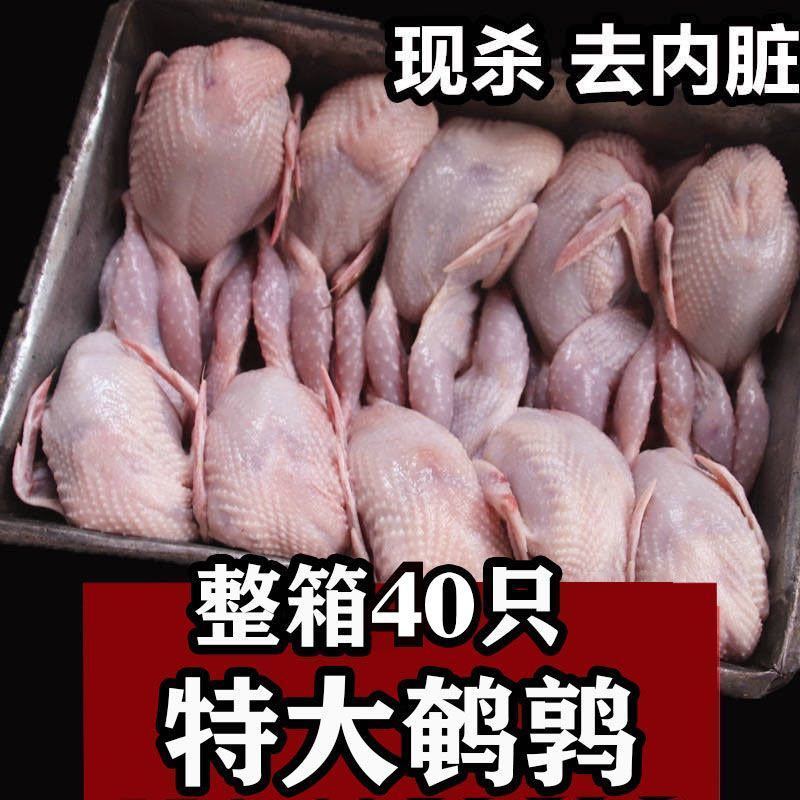 放血特大鹌鹑肉去内脏新鲜冷冻白条鹌鹑肉油炸烧烤炖汤