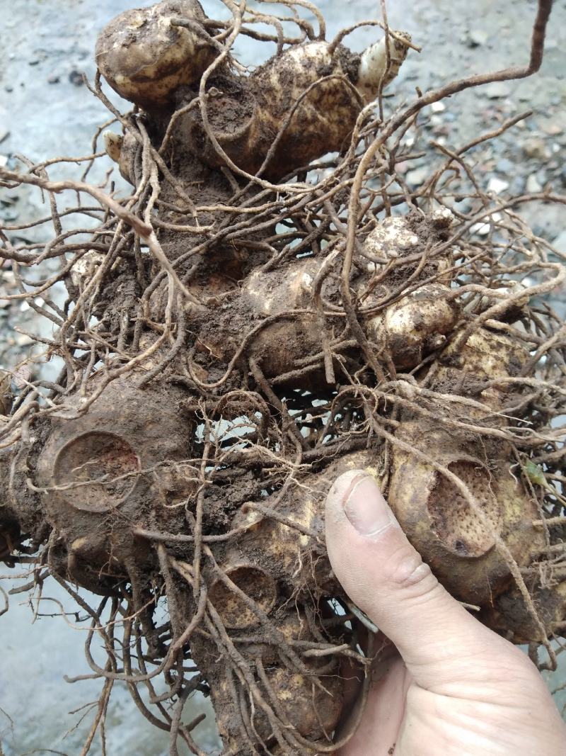 黄精，商品，多花倒苗