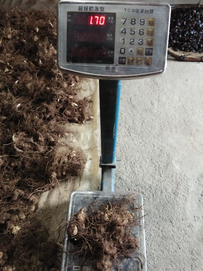 黄精，商品，多花倒苗