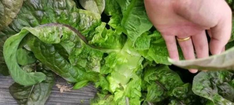 兰州莴笋大量上市质量保证合作共赢可视频看货及线上交易