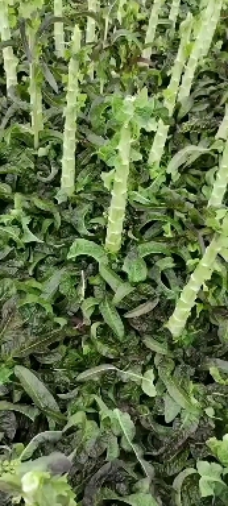 兰州莴笋大量上市质量保证合作共赢可视频看货及线上交易