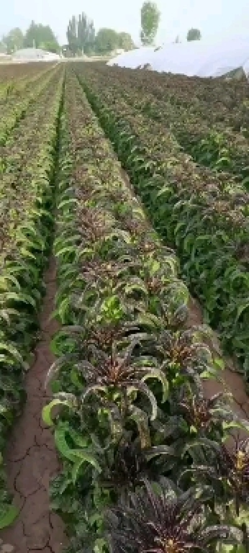 兰州莴笋大量上市质量保证合作共赢可视频看货及线上交易