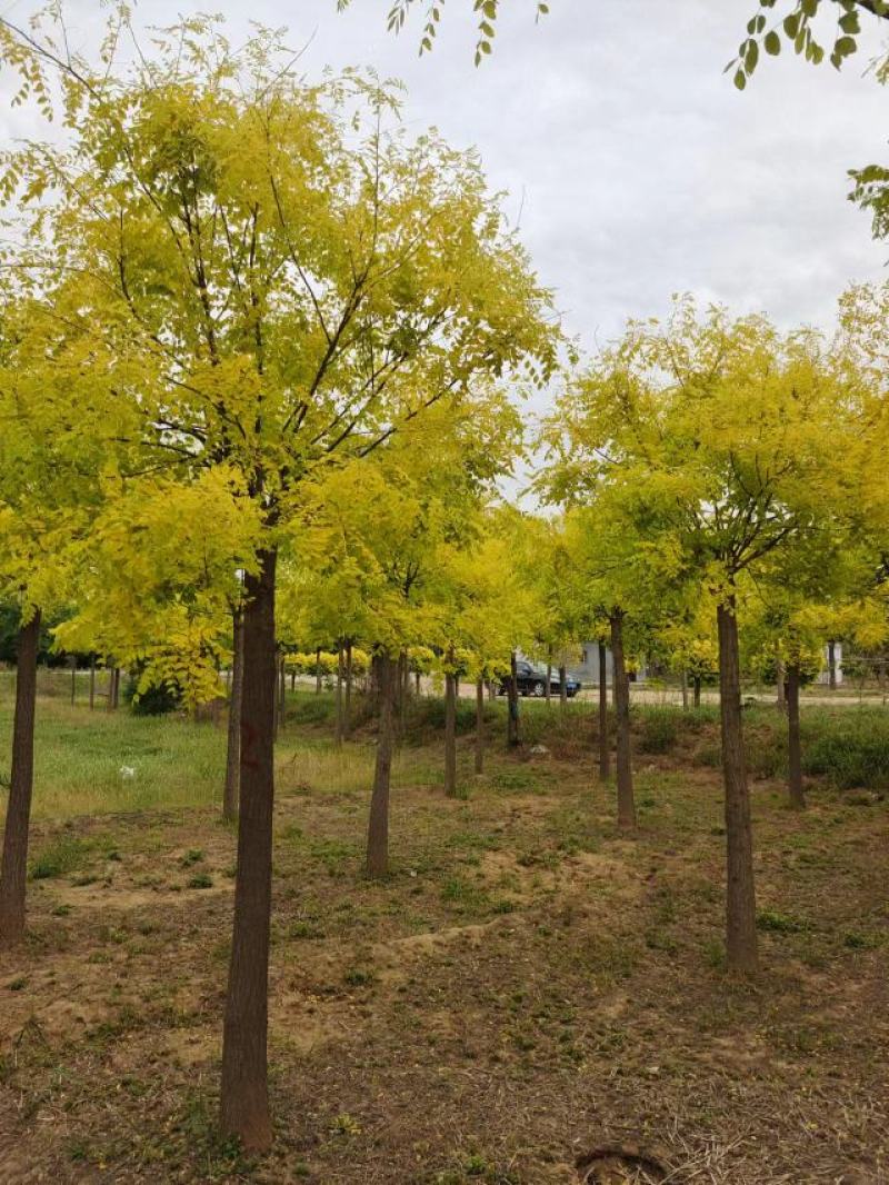 大量供应，8-15公分金叶槐，矮接金叶槐，