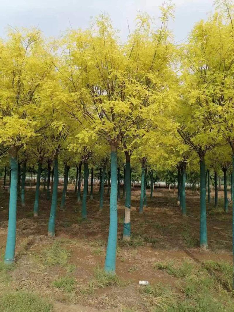 大量供应，8-15公分金叶槐，矮接金叶槐，