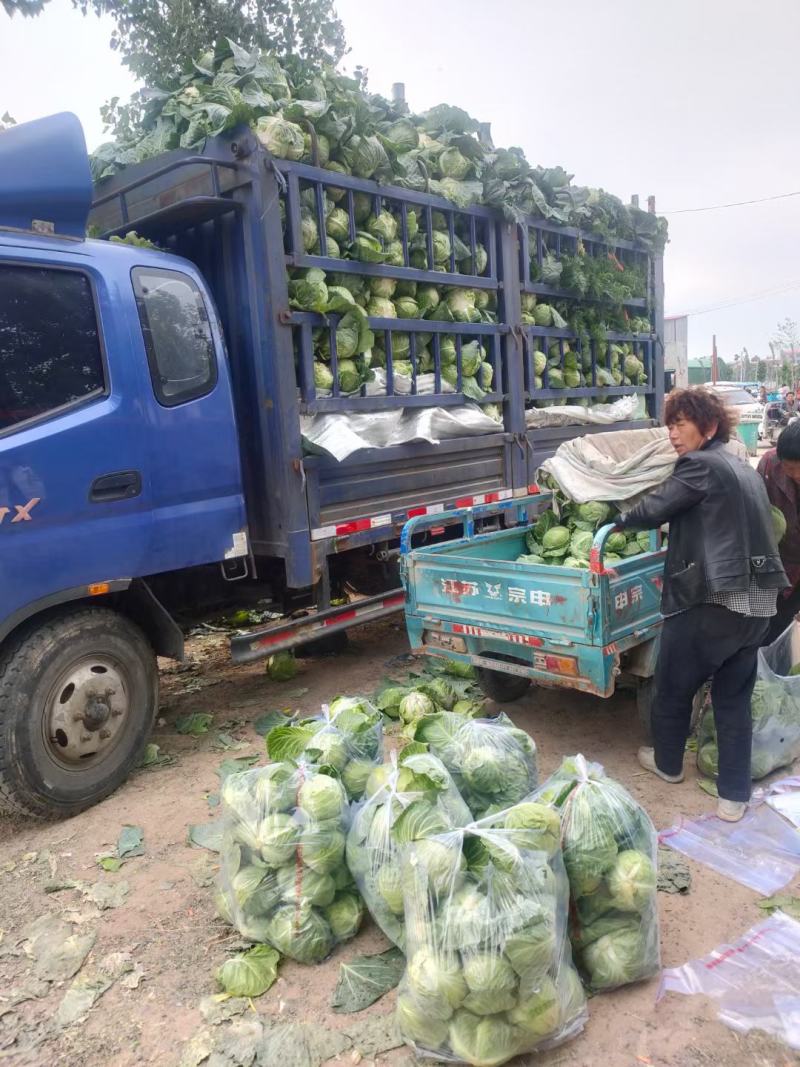 精品甘蓝圆包菜货源充足产地直发实力代办
