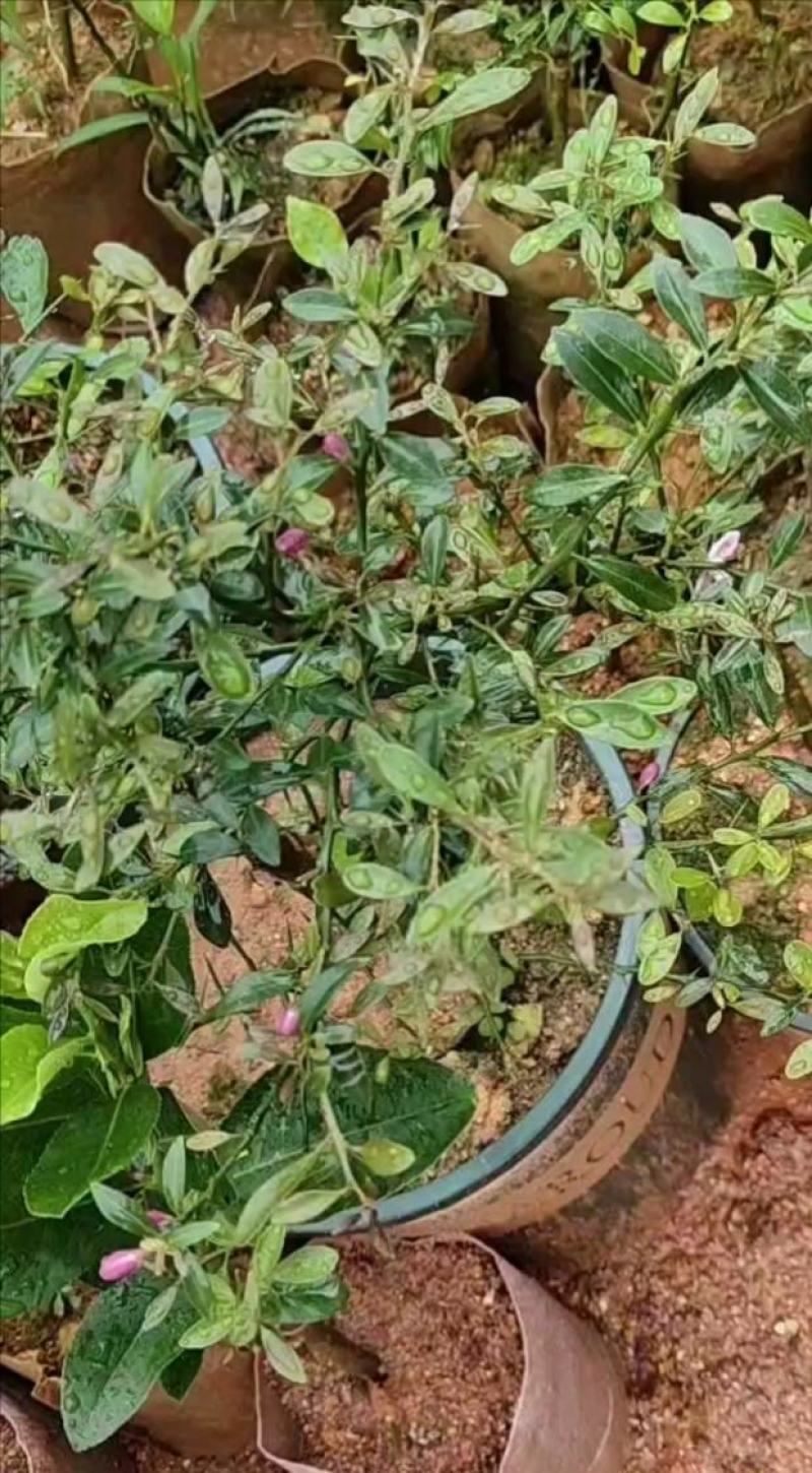 柠檬苗手指柠檬苗正品嫁接手指柠檬苗基地直发质量保证
