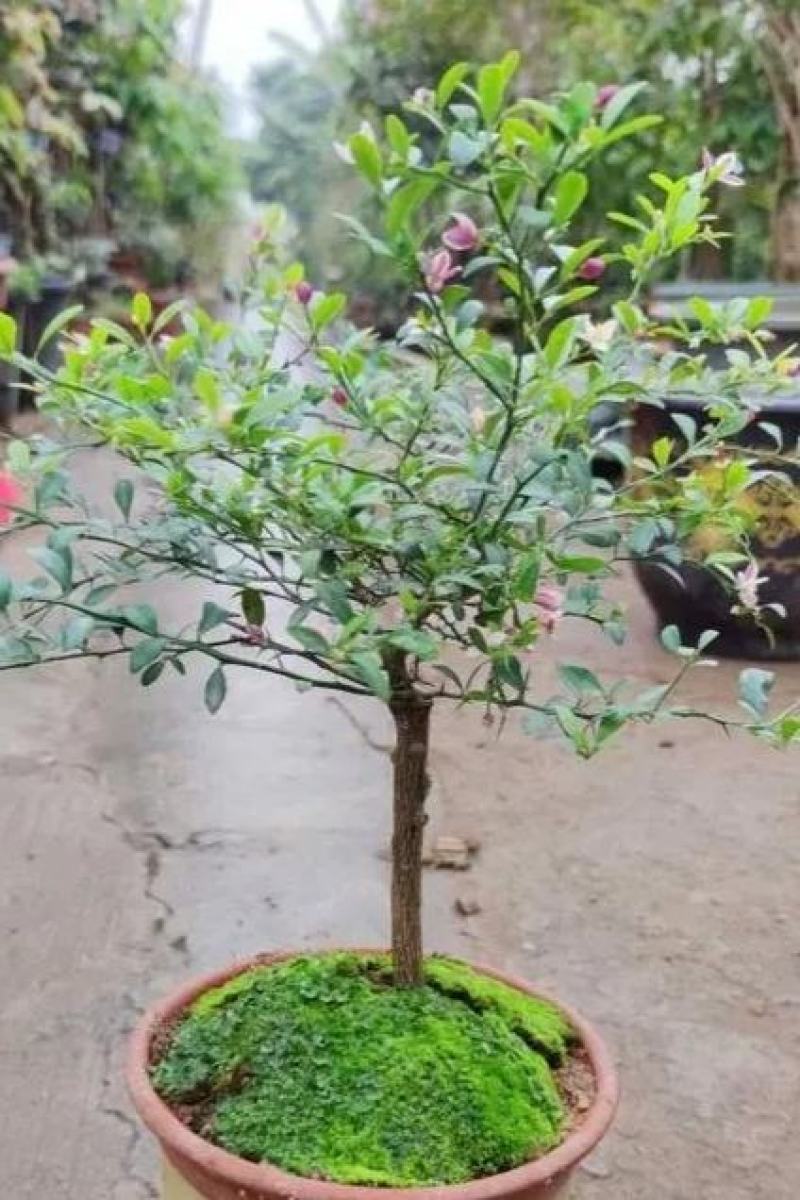柠檬苗手指柠檬苗正品嫁接手指柠檬苗基地直发质量保证