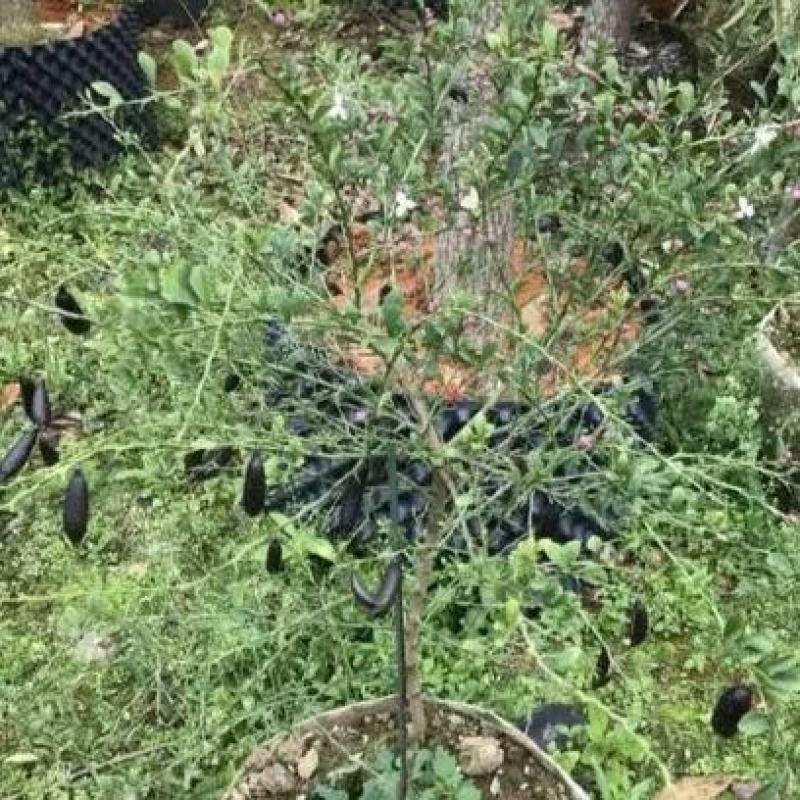 柠檬苗手指柠檬苗正品嫁接手指柠檬苗基地直发质量保证